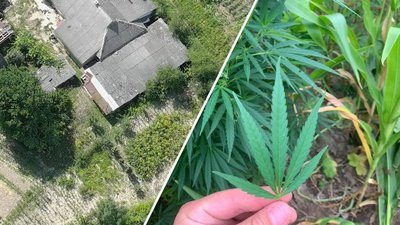 Вінницькі прикордонники за допомогою дрона виявили насадження конопель
