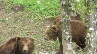 Червонокнижних ведмедів з Прикарпаття відправили до реабілітаційного центру на Хмельниччині Червонокнижних ведмедів з Прикарпаття відправили до реабілітаційного центру на Хмельниччині