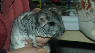 Новий рік у підвалах. Як у Лимані місцеві готуються до свята Новий рік у підвалах. Як у Лимані місцеві готуються до свята