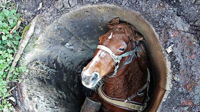 На Львівщині рятувальники витягнули коня з каналізаційної ями