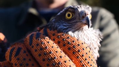 На Прикарпатті реабілітований яструб зустріне Новий рік на волі