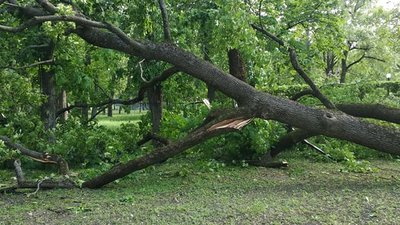 Через буревій у Чернігові впали дерева: пошкоджені автомобілі, травмованих немає