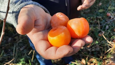 Хурма з кропивницького садка Хурма з кропивницького садка