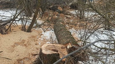 16 пеньків клену та ясену - на Сумщині затримали чоловіків, що рубали ліс