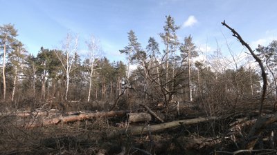 Що заважає відновити у Черкасах вирубаний ліс Що заважає відновити у Черкасах вирубаний ліс