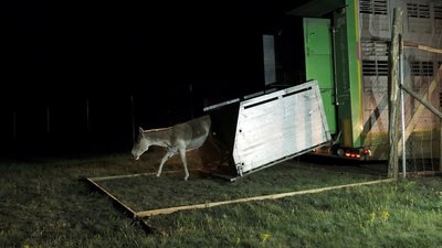 На Одещині відновлюють популяцію куланів та ланей На Одещині відновлюють популяцію куланів та ланей