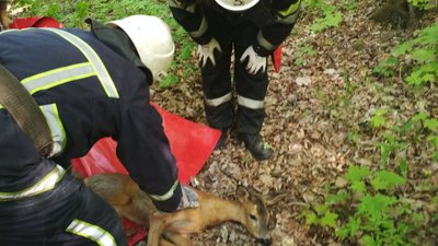 У Кам'янці-Подільському врятували дику козулю, яка заблукала у місті
