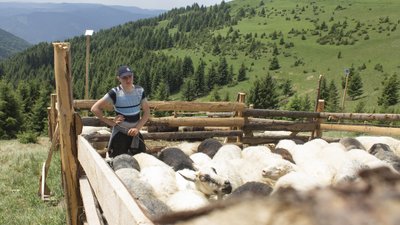 Доїння овець і сонячні панелі. Як на полонині сучасні вівчарі продовжують багаторічну традицію Доїння овець і сонячні панелі. Як на полонині сучасні вівчарі продовжують багаторічну традицію