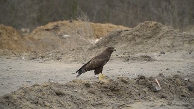 У Дніпрі волонтери вилікували виснаженого канюка й випустили у дику природу У Дніпрі волонтери вилікували виснаженого канюка й випустили у дику природу