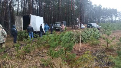 На Чернігівщині «чорні лісоруби» нарубали сосен майже на 500 тисяч гривень