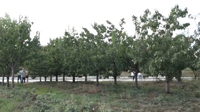 Горіхові сади та виноградники: на Житомирщині навчають жінок вести бізнес у сільському господарстві Горіхові сади та виноградники: на Житомирщині навчають жінок вести бізнес у сільському господарстві
