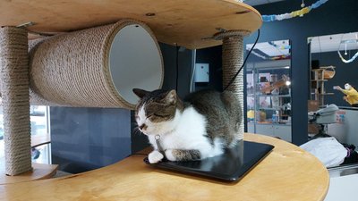Котики Котики