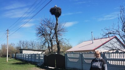 На Кіровоградщині пара лелек 15 років поспіль селиться на одному подвір’ї На Кіровоградщині пара лелек 15 років поспіль селиться на одному подвір’ї