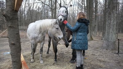 коні Вінниця коні Вінниця
