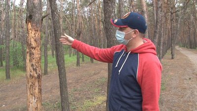 Жителі Дніпра вимагають врятувати сосновий бір на житломасиві Північний
