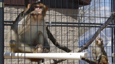 Журналісти BBC викрили глобальну мережу садистів, які мучили мавп за гроші