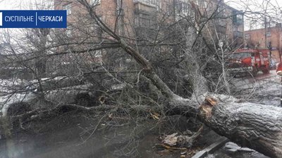 Дерево впало на автівку: хто має відшкодувати збитки? (коментар юриста)