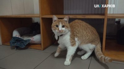 "Вони очікують на прогулянку": як працює харківський притулок для тварин під час карантину "Вони очікують на прогулянку": як працює харківський притулок для тварин під час карантину