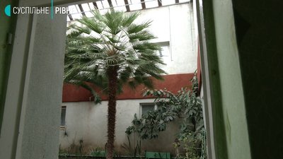 В дитсадку в Рівному ростуть майже чотириметрові пальми В дитсадку в Рівному ростуть майже чотириметрові пальми