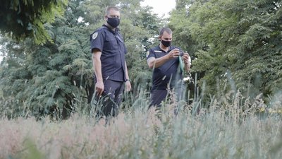 Новий спосіб – агрохімічна обробка. Як у Дніпрі цього літа боротимуться з амброзією