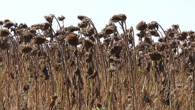 Конфлікт у Степовому: на врожай соняшника претендують два господарства