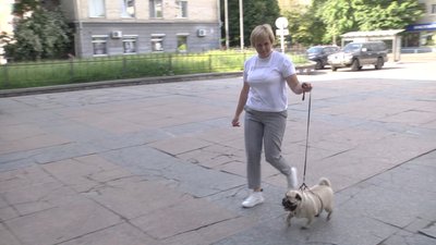 Житомиряни долучилися до всеукраїнської акції і взяли собаку на роботу Житомиряни долучилися до всеукраїнської акції і взяли собаку на роботу