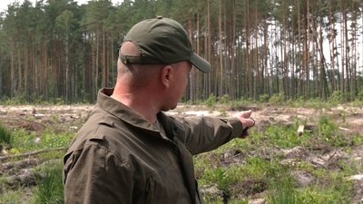 Експеримент із залісненням: на півночі Рівненщині відновлюють ліси після старателів Експеримент із залісненням: на півночі Рівненщині відновлюють ліси після старателів