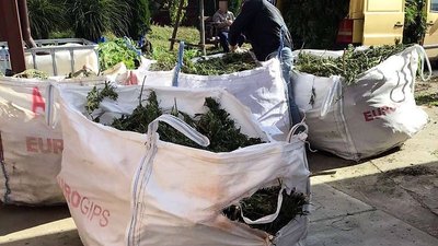 Судитимуть закарпатця, в помешканні якого знайшли 150 кг канабісу Судитимуть закарпатця, в помешканні якого знайшли 150 кг канабісу