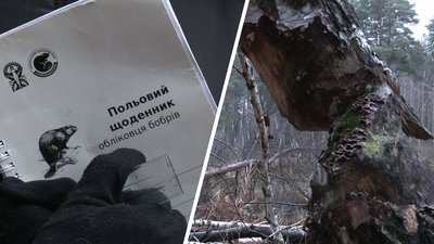 На третину менше: на Харківщині підрахували бобрів