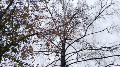 Дерево впало на хлопчика