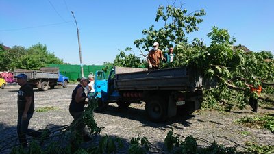 Луцькі комунальники прибирають залишки "Лесиного ясена" Луцькі комунальники прибирають залишки "Лесиного ясена"