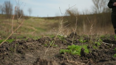 “Отримати повноцінний ліс, щоб можна було збирати гриби через 40 років”: в чому суть програми порятунку лісів на Сумщині “Отримати повноцінний ліс, щоб можна було збирати гриби через 40 років”: в чому суть програми порятунку лісів на Сумщині