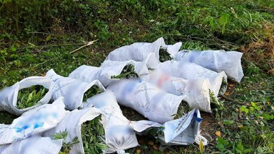 На Закарпатті у чоловіка вилучили майже 45 кілограмів конопель