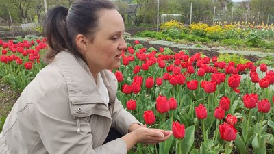 Ірина Валецька вирощує тюльпани, Тернопіль, 22 квітня, 2024 Ірина Валецька вирощує тюльпани, Тернопіль, 22 квітня, 2024