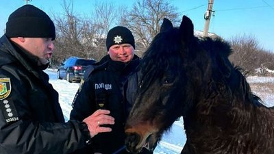 Коня Малюка, якого шукали кілька днів, знайшли на Полтавщині