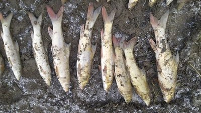 На Прикарпатті у водоймі знайшли мертвою червонокнижну рибу На Прикарпатті у водоймі знайшли мертвою червонокнижну рибу