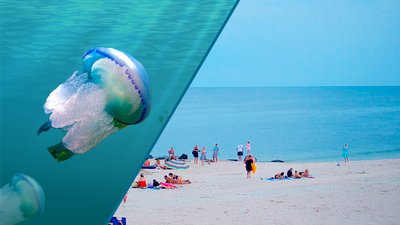Заповненість курортів Азовського моря не перевищує 50 відсотків — експерт