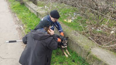 Бездомні тварини у Первомайську: акція зі стерилізації та гуманного відлову Бездомні тварини у Первомайську: акція зі стерилізації та гуманного відлову