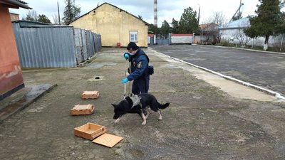Службові собаки. У Миколаєві шість чотирилапих охоронців допомагають охороняти порядок Службові собаки. У Миколаєві шість чотирилапих охоронців допомагають охороняти порядок