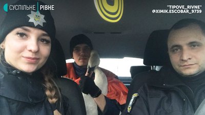 У Рівному патрульні і залізничники ловили на коліях лебедя: чому і що з птахом У Рівному патрульні і залізничники ловили на коліях лебедя: чому і що з птахом