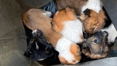 Херсонські патрульні під час виклику знайшли 6 цуценят, яким шукають дім