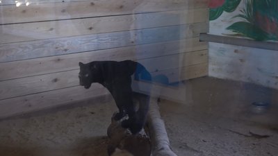 Пантереня Ешлі Пантереня Ешлі