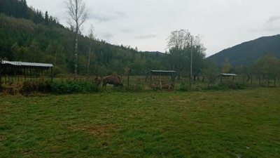 Прикарпатські екологи стверджують, що "бізони-нелегали" неголодні Прикарпатські екологи стверджують, що "бізони-нелегали" неголодні