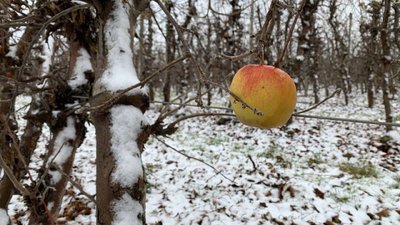 Садок вишневий біля хати Садок вишневий біля хати