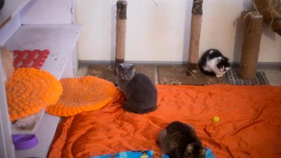 Коти у центрі "Крок до тварин" у Чернігові