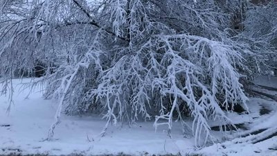 Перший сніг на Одещині Перший сніг на Одещині