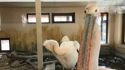 Щоб забути про війну: у Черкасах відновив роботу зоопарк Щоб забути про війну: у Черкасах відновив роботу зоопарк