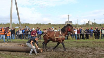 На Прикарпатті відбулися кінні перегони На Прикарпатті відбулися кінні перегони