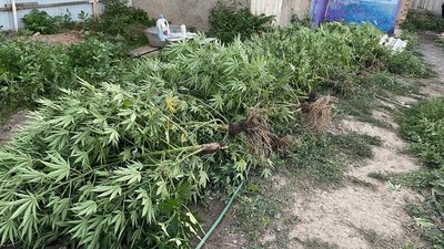 Коноплі на 300 тисяч: на Херсонщині поліція дворову плантацію знайшла за допомогою дрону