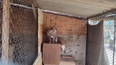 "Це дуже активна тварина, вона вам рознесе всю квартиру": вінничанка взяла додому під опіку п'ятьох лисиць "Це дуже активна тварина, вона вам рознесе всю квартиру": вінничанка взяла додому під опіку п'ятьох лисиць